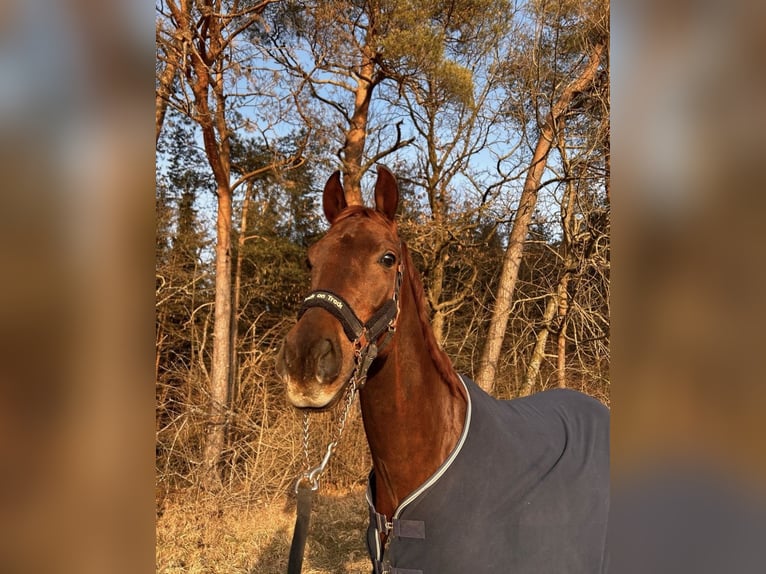 Hannover Castrone 7 Anni 175 cm Sauro scuro in Brunnthal