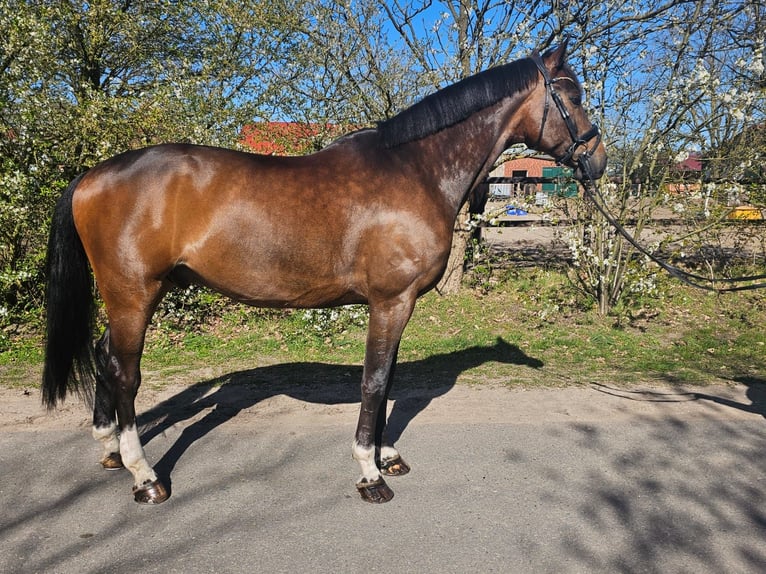 Hannover Castrone 7 Anni 176 cm Baio scuro in Hittbergen