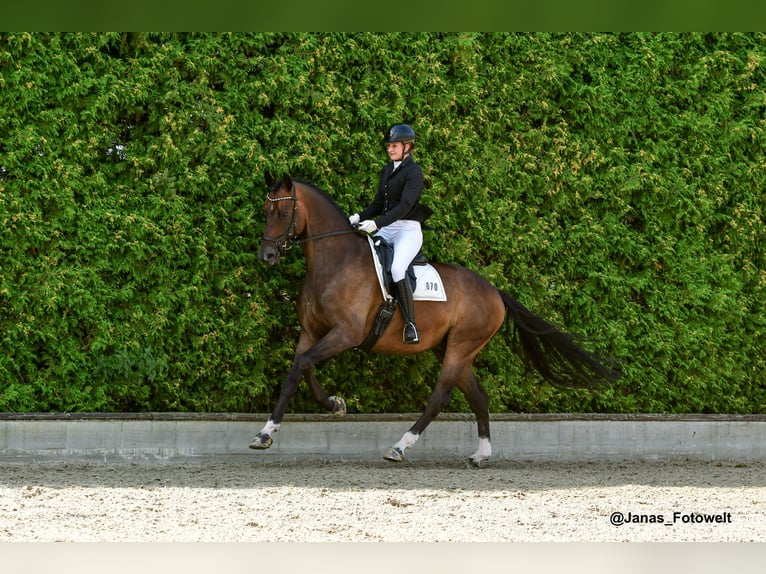 Hannover Castrone 7 Anni 176 cm Baio scuro in Hittbergen