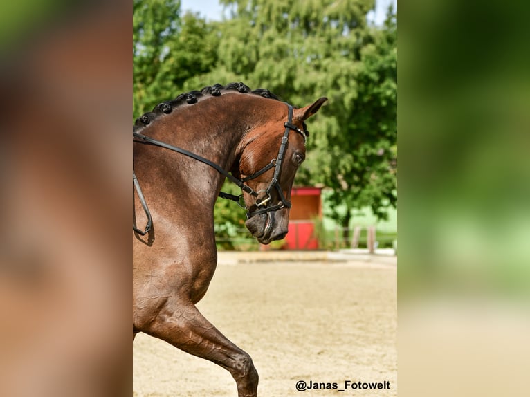 Hannover Castrone 7 Anni 176 cm Baio scuro in Hittbergen