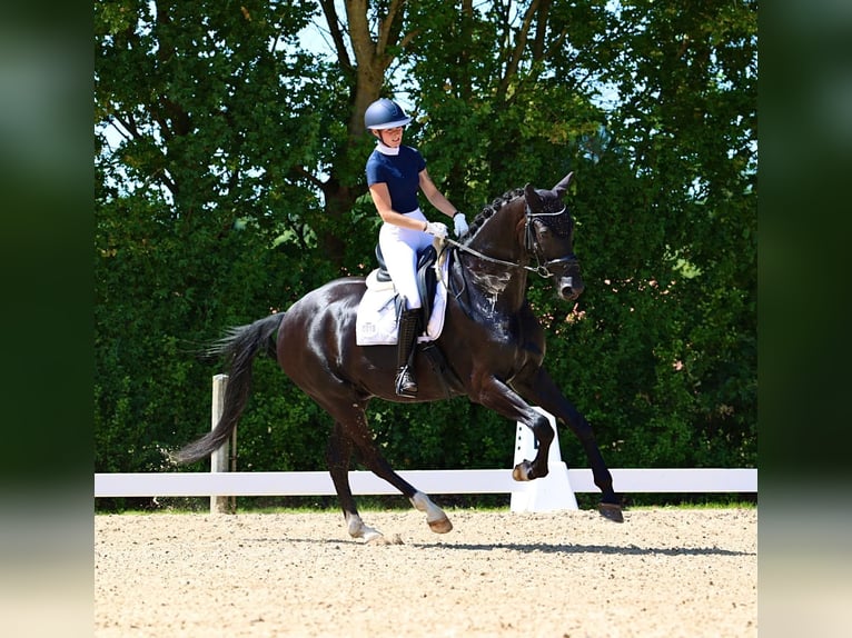Hannover Castrone 7 Anni 176 cm Morello in Ringe