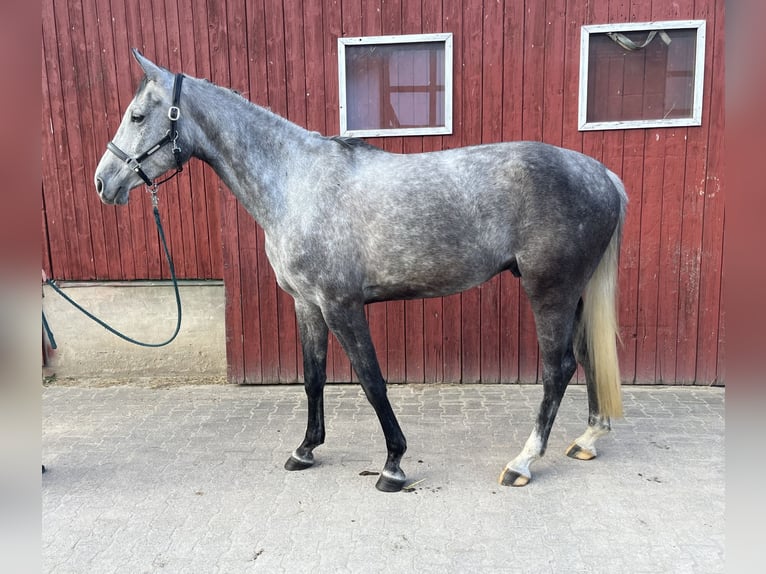 Hannover Castrone 7 Anni 177 cm Grigio pezzato in Barntrup