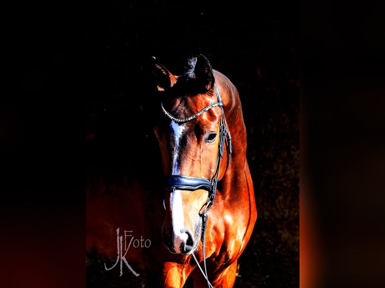 Hannover Castrone 7 Anni 179 cm Baio scuro in Kempen