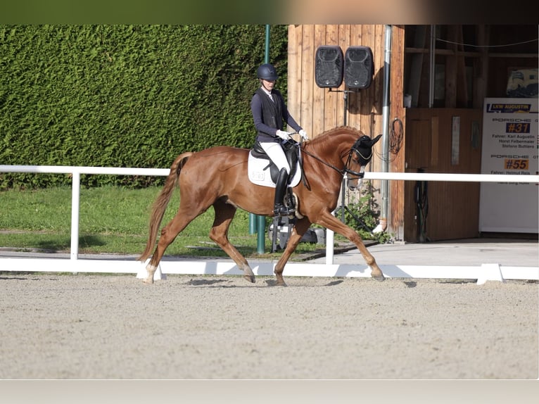 Hannover Castrone 7 Anni 179 cm Sauro in Bruck