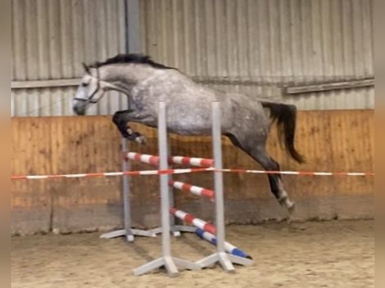 Hannover Castrone 7 Anni 180 cm Grigio in Schneverdingen