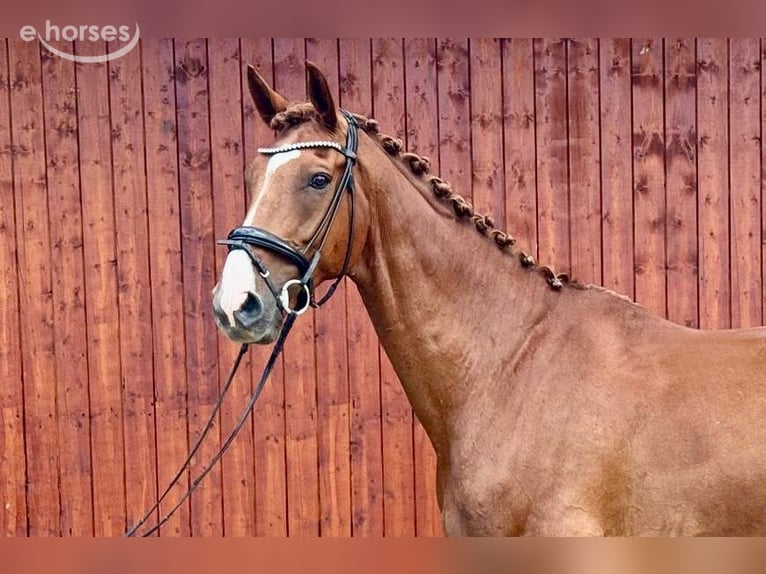 Hannover Castrone 7 Anni 180 cm Sauro in Norderstedt