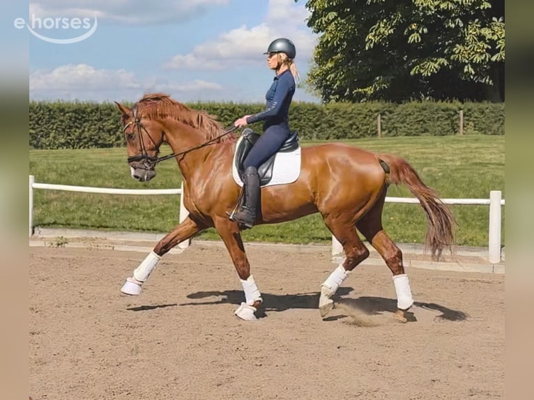 Hannover Castrone 7 Anni 180 cm Sauro in Norderstedt