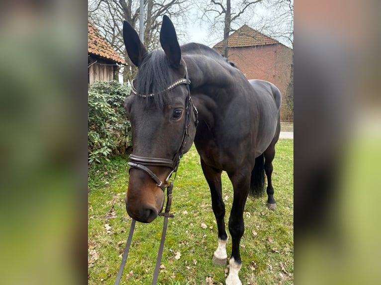 Hannover Castrone 7 Anni 185 cm Baio scuro in Neustadt am Rübenberge
