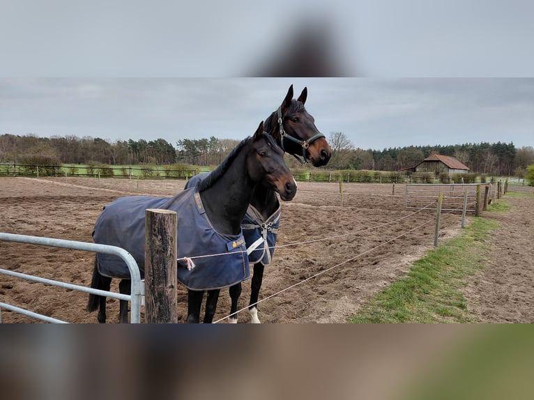 Hannover Castrone 7 Anni 185 cm Baio scuro in Neustadt am Rübenberge