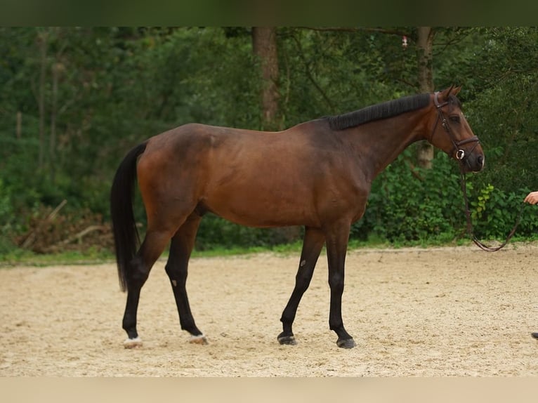 Hannover Castrone 7 Anni Baio in St. Josefen