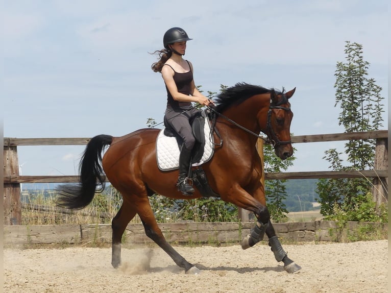 Hannover Castrone 8 Anni 163 cm Baio in Arnstein