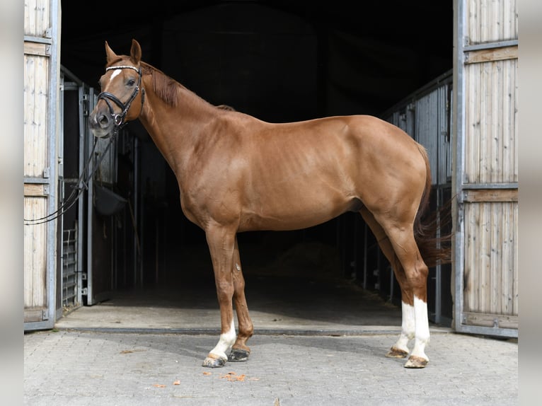 Hannover Castrone 8 Anni 163 cm Sauro in Geilenkirchen