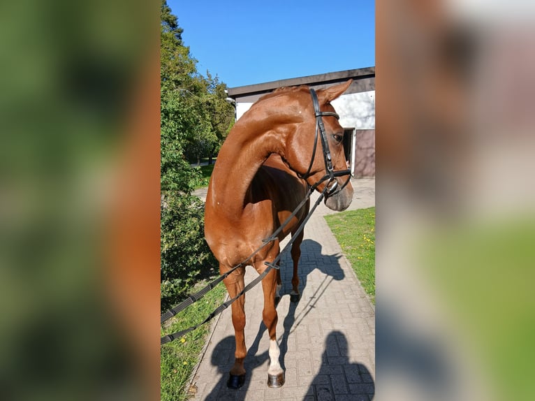 Hannover Castrone 8 Anni 164 cm Sauro in Kirchdorf