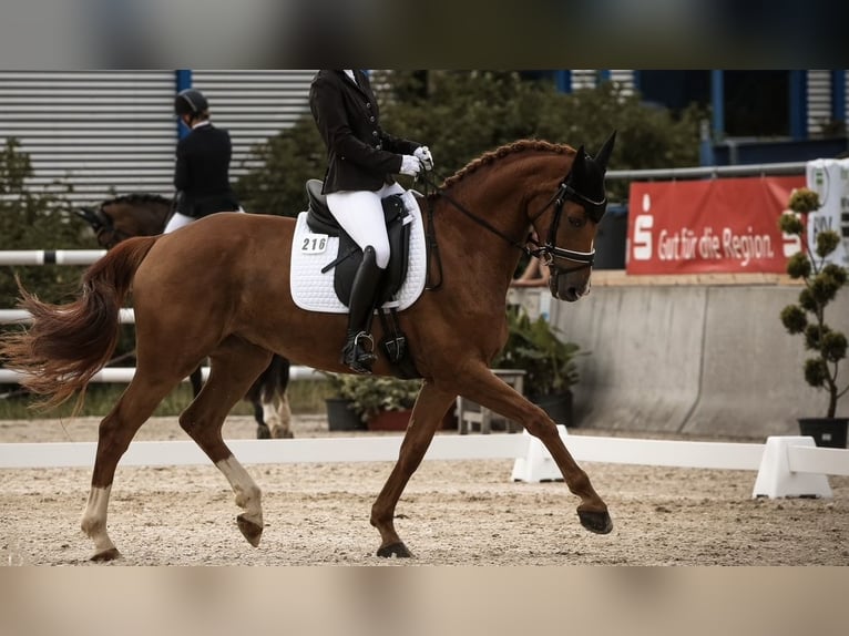 Hannover Castrone 8 Anni 164 cm Sauro in Boll