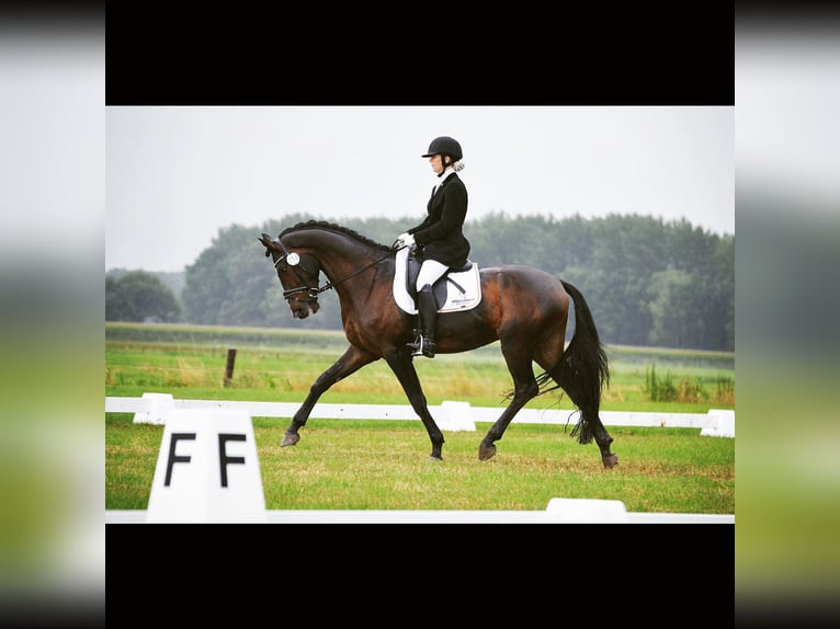 Hannover Castrone 8 Anni 165 cm Baio scuro in Westervoort