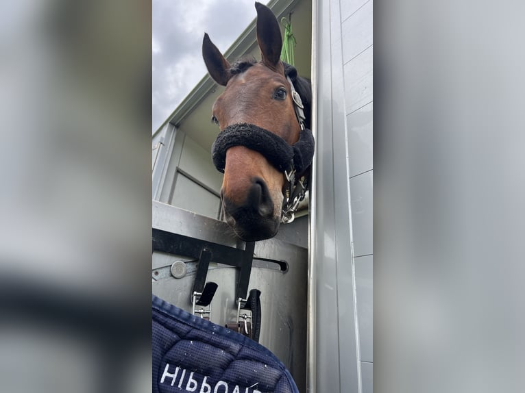Hannover Castrone 8 Anni 165 cm Baio scuro in Wermelskirchen