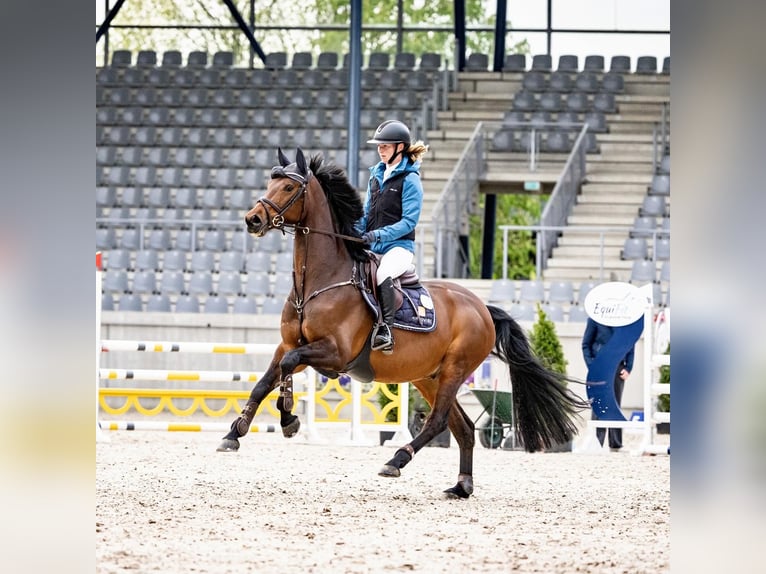 Hannover Castrone 8 Anni 165 cm Baio scuro in Wermelskirchen