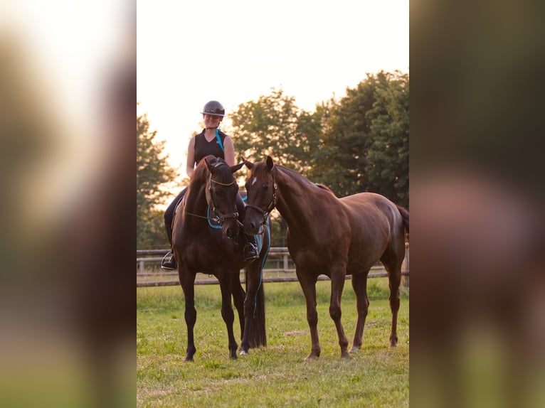 Hannover Castrone 8 Anni 165 cm Sauro scuro in Varrel