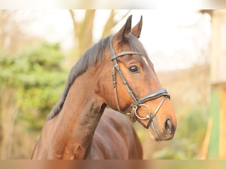 Hannover Castrone 8 Anni 166 cm Baio in Fredenbeck