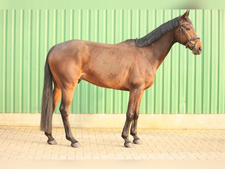 Hannover Castrone 8 Anni 166 cm Baio in Fredenbeck