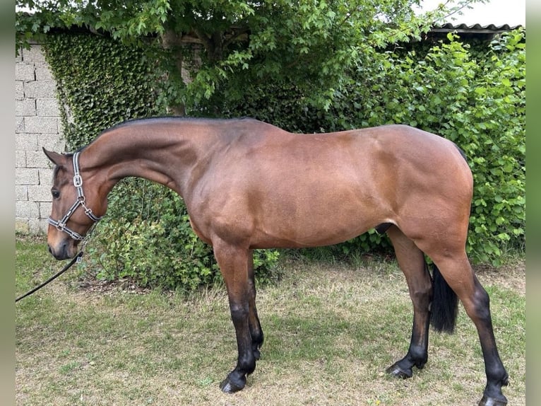Hannover Castrone 8 Anni 166 cm Baio in Fredenbeck