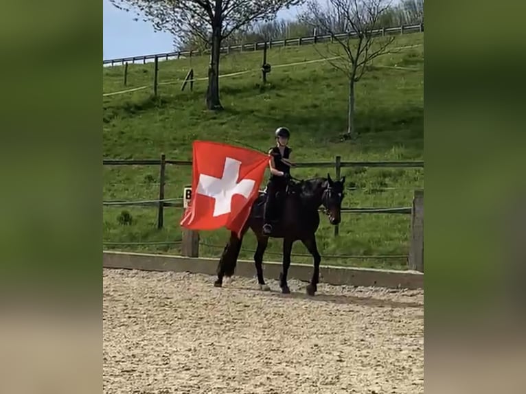 Hannover Castrone 8 Anni 166 cm Baio in W&#xE4;denswil