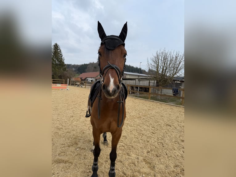 Hannover Castrone 8 Anni 166 cm Baio in Offingen