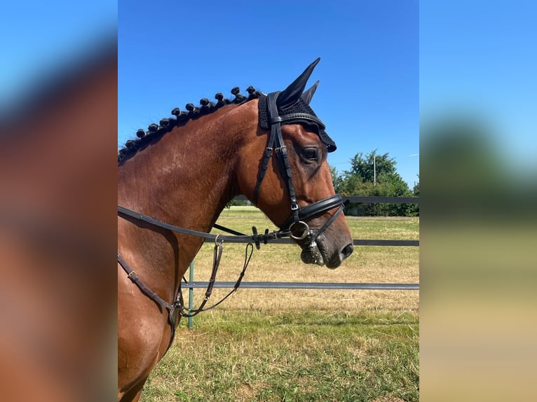 Hannover Castrone 8 Anni 166 cm Baio in Offingen