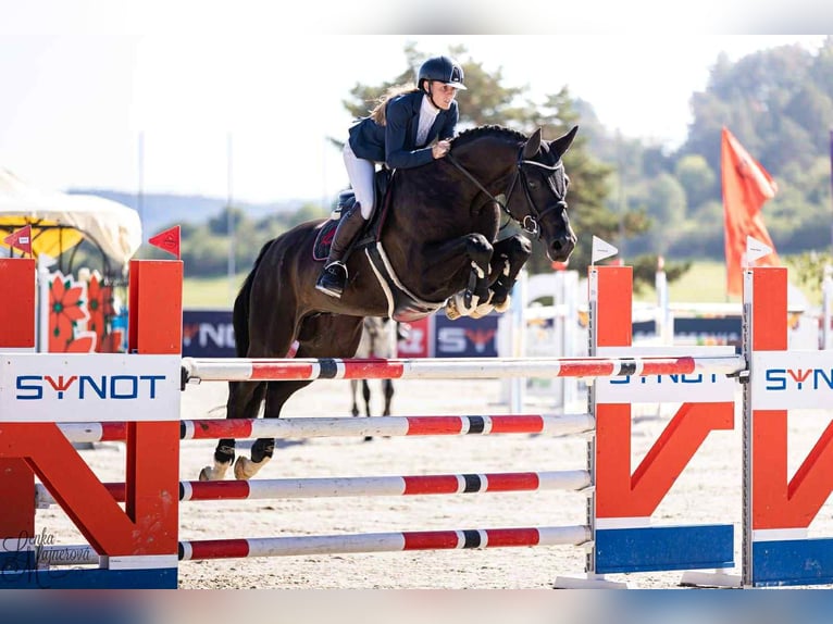 Hannover Castrone 8 Anni 166 cm Baio scuro in Opalice