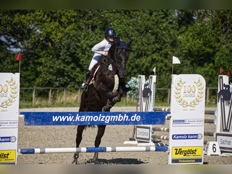 Hannover Castrone 8 Anni 166 cm Morello in Springe