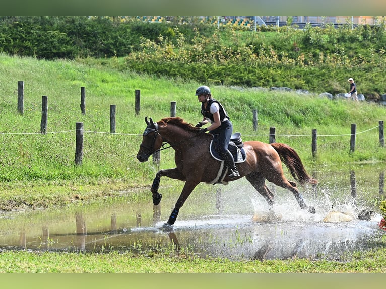 Hannover Castrone 8 Anni 166 cm Sauro in Plaschischen