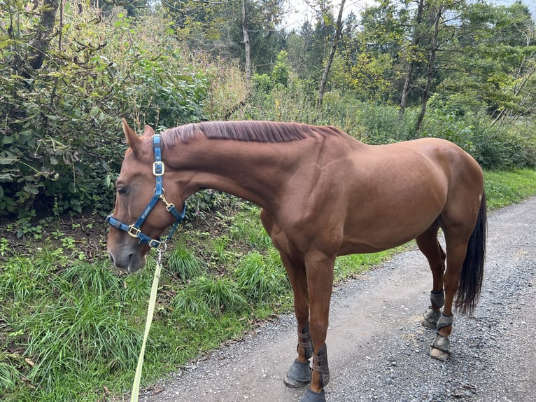 Hannover Castrone 8 Anni 166 cm Sauro in Plaschischen