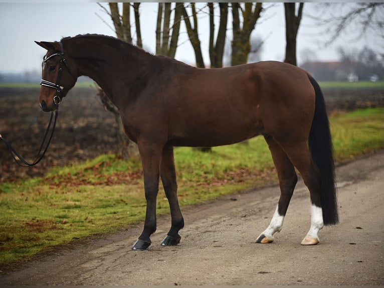 Hannover Castrone 8 Anni 167 cm Baio in Cegléd