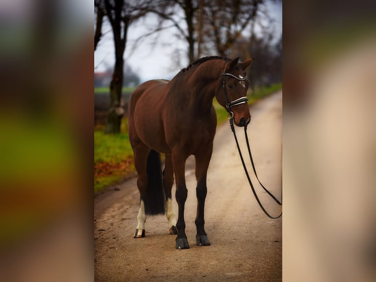 Hannover Castrone 8 Anni 167 cm Baio in Cegléd