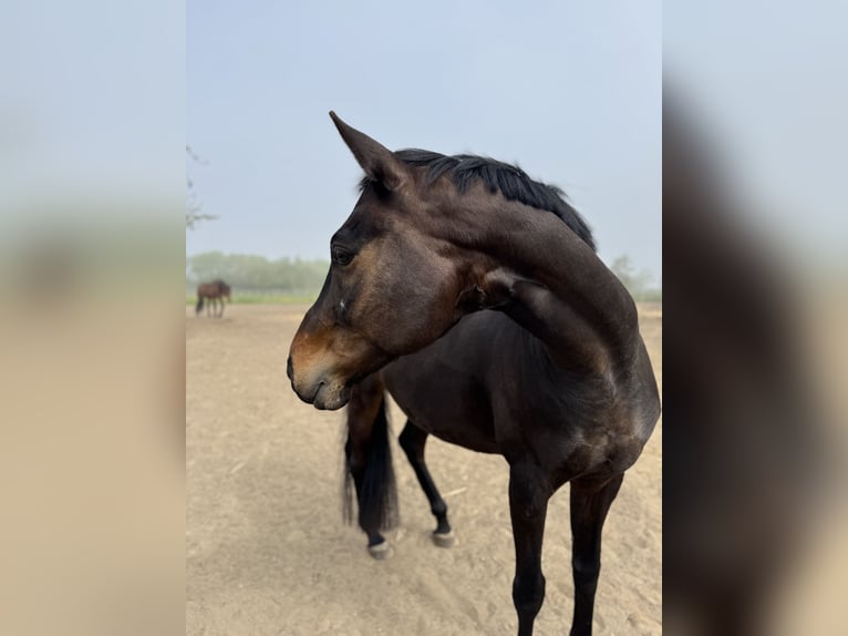 Hannover Castrone 8 Anni 167 cm Baio scuro in Börgerende-Rethwisch