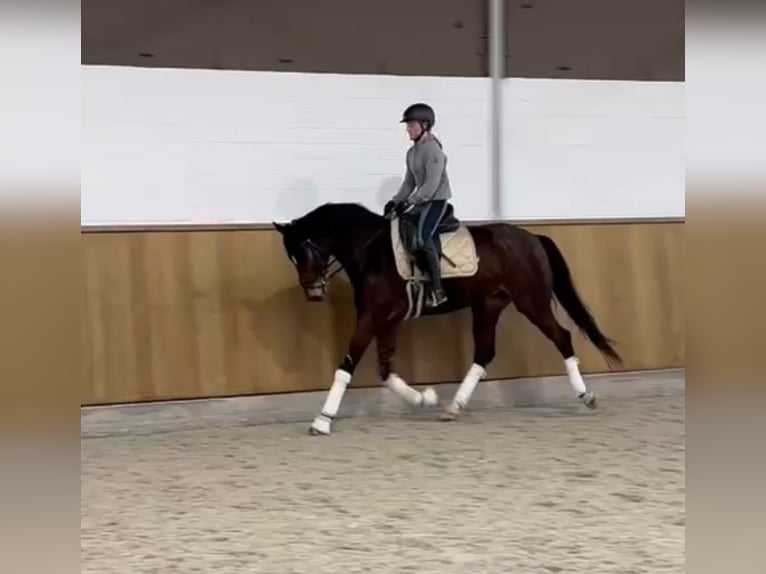 Hannover Castrone 8 Anni 167 cm Baio scuro in Hamm
