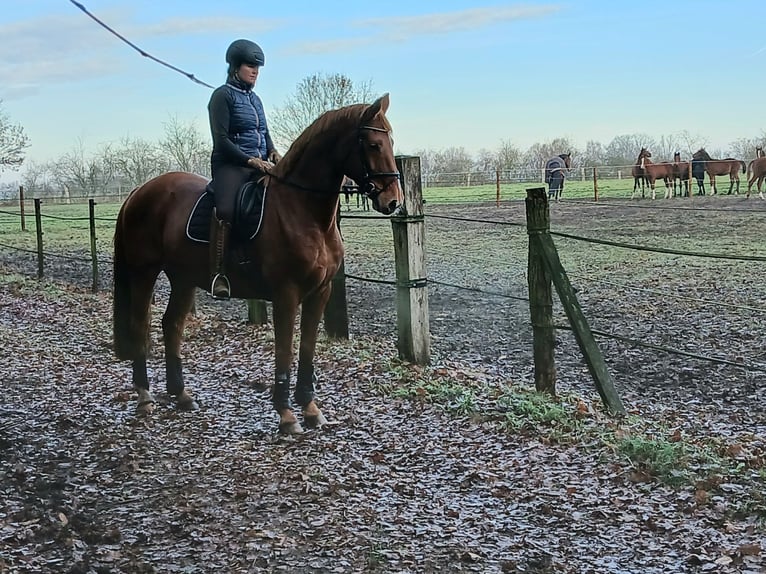 Hannover Castrone 8 Anni 167 cm Sauro in Barenburg