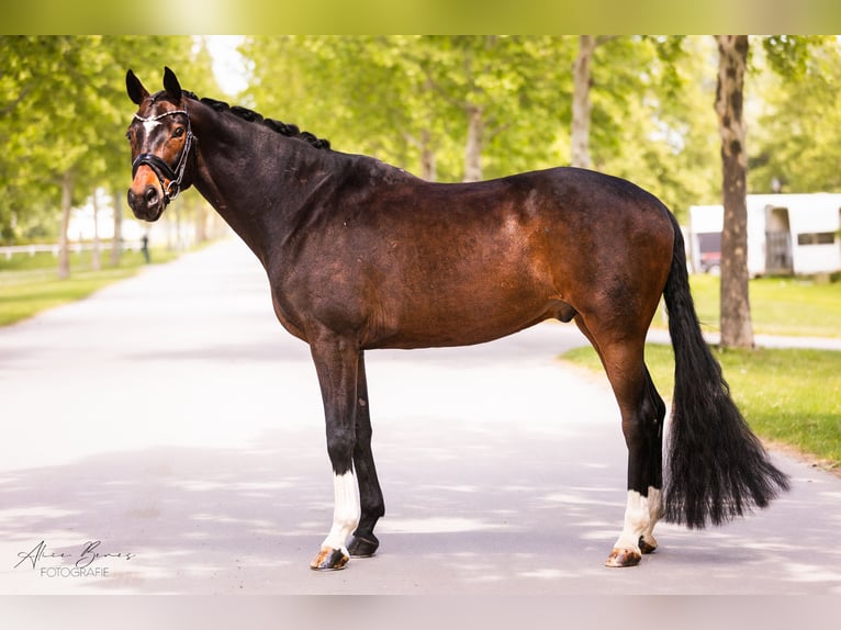 Hannover Castrone 8 Anni 168 cm Baio scuro in Ebreichsdorf