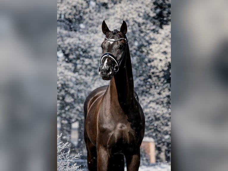 Hannover Castrone 8 Anni 168 cm Morello in Celle