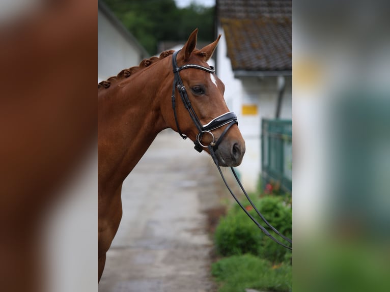 Hannover Castrone 8 Anni 168 cm Sauro in Iserlohn