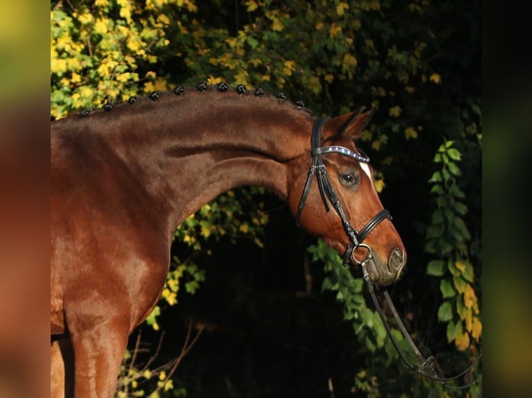 Hannover Castrone 8 Anni 169 cm Baio in Königsdorf