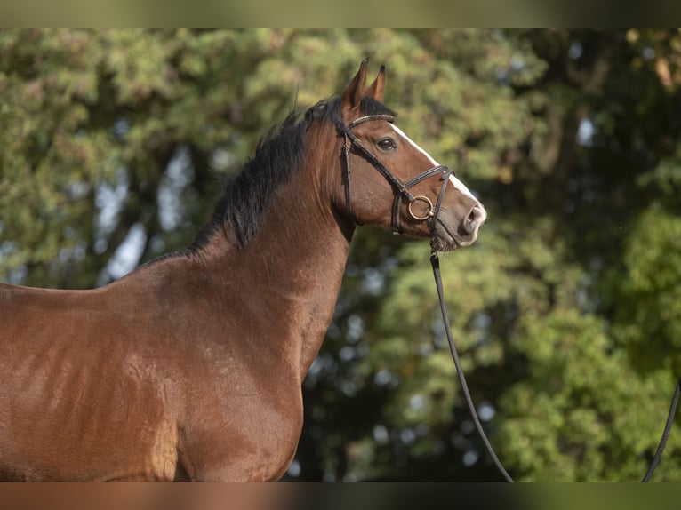 Hannover Castrone 8 Anni 169 cm Baio ciliegia in Posadowo