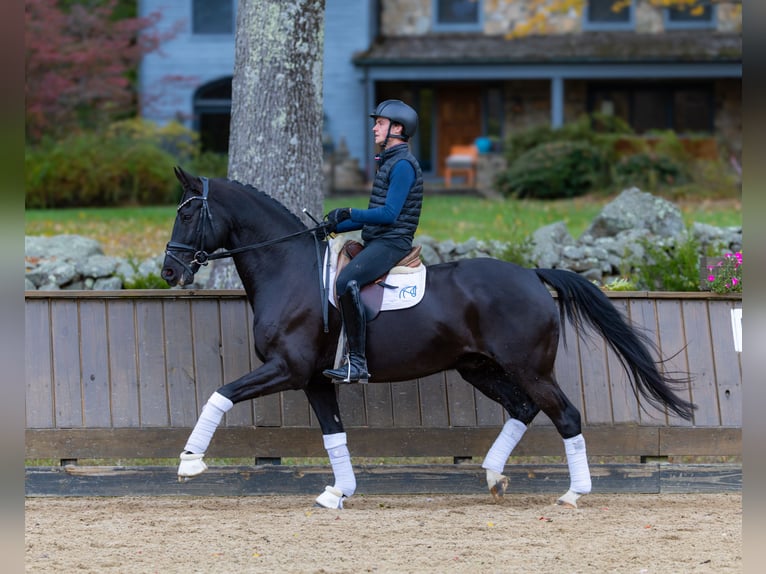 Hannover Castrone 8 Anni 170 cm Baio in Califon New Jersey