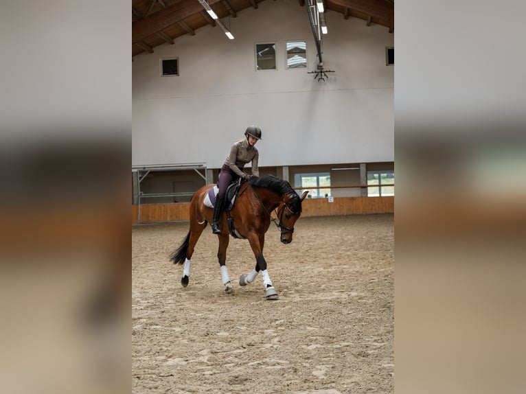 Hannover Castrone 8 Anni 170 cm Baio in Rostock