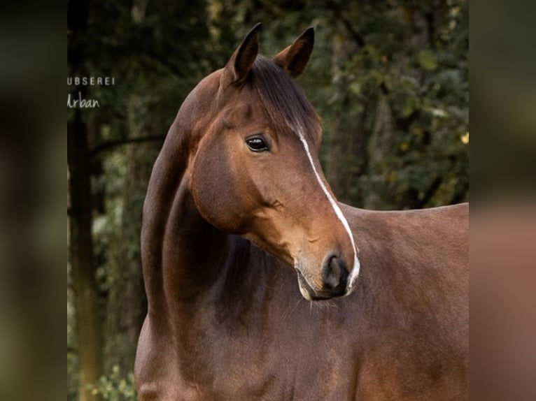 Hannover Castrone 8 Anni 170 cm Baio in Nienburg (Weser)