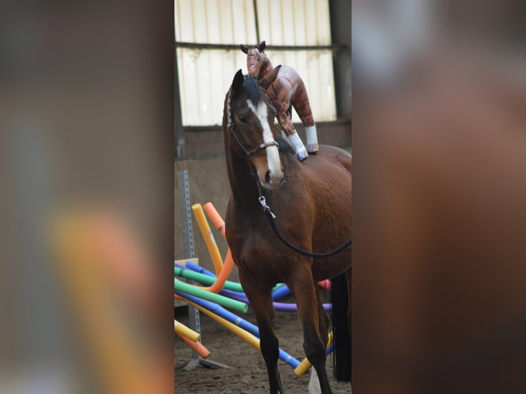Hannover Castrone 8 Anni 170 cm Baio in Rheine