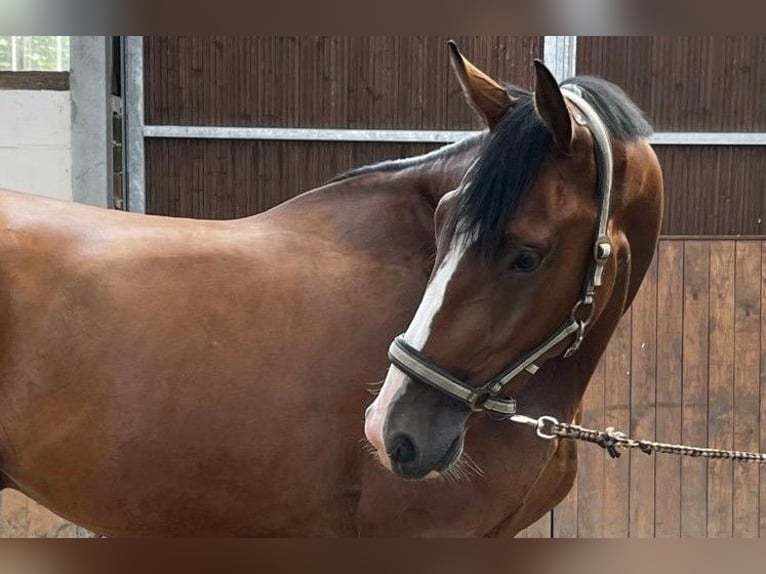 Hannover Castrone 8 Anni 170 cm Baio in Rheine