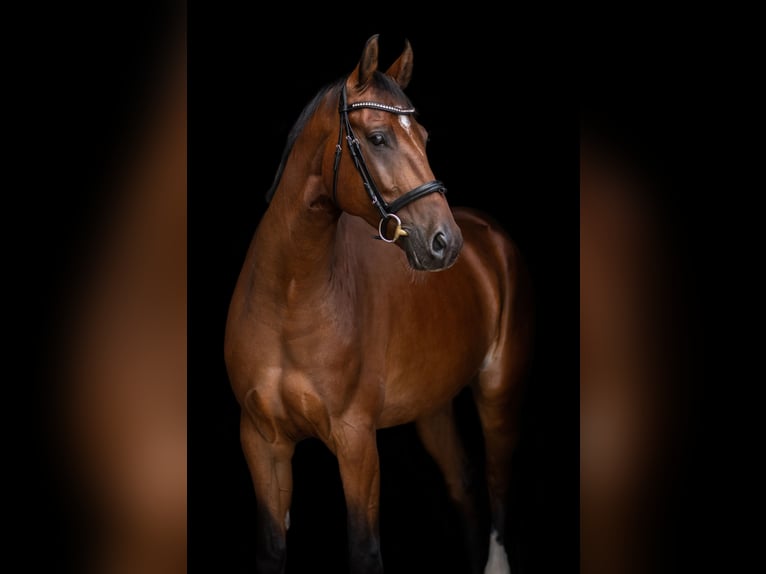 Hannover Castrone 8 Anni 170 cm Baio scuro in Bünde