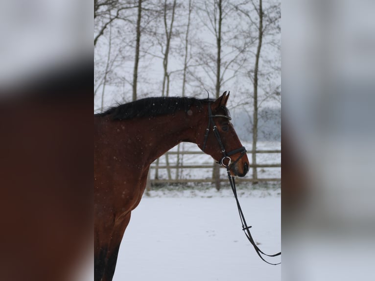 Hannover Castrone 8 Anni 170 cm Baio scuro in Bünde