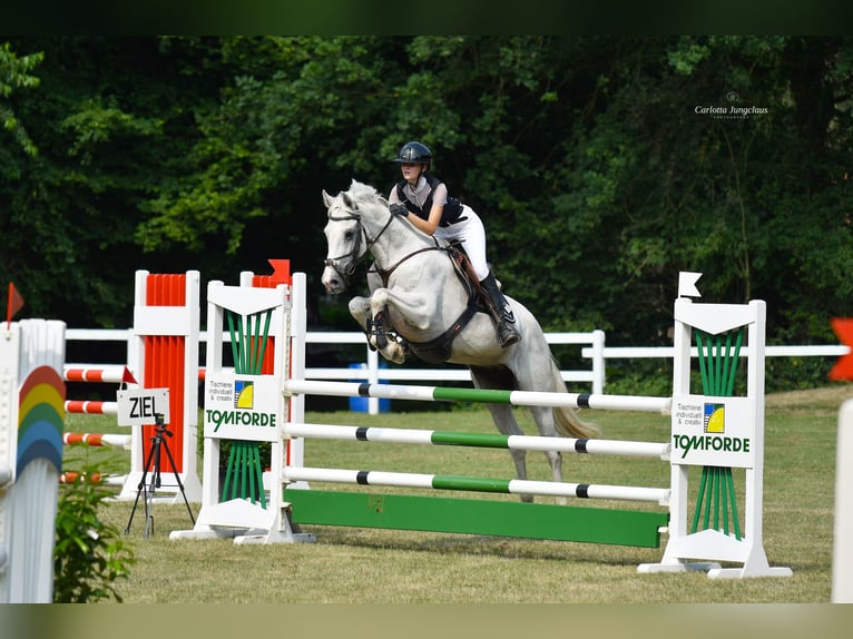 Hannover Castrone 8 Anni 170 cm Grigio in Oerel